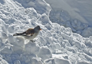 neve, bianco, uccello, inverno, becco, uccellino, freddo, volatile, passero, solitario, piume, zampe