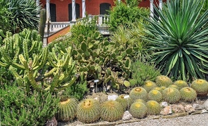 piante, verde, grasse, foglie, spine, colonne, cactus, giardino, balaustra, scala, flora, villa
