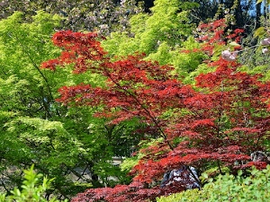 alberi, verde, rosso, foglie, rami, piante, autunno, flora, colori, fogliame, fiori, natura, bosco