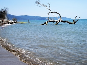 mare, acqua, rami, alberi, albero, onda, azzurro, cielo, spiaggia, lago, battigia, riva, tronco, paesaggio, morte, montagne, secco
