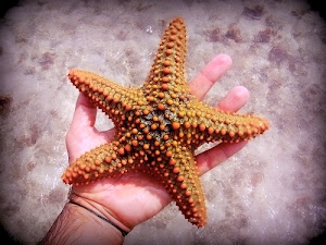 mano, stella, dita, marina, cinque, punte, mare, mollusco, peli, tentacoli, polso
