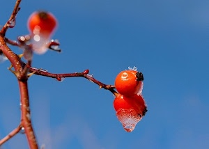 rosso, bacche, azzurro, cielo, ghiaccio, ramo, gemme, rami, tre, goccia, inverno, gelo, marrone, acqua