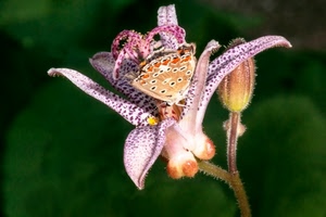fiore, farfalla, macro, natura, bocciolo, ali, rosa, orchidea