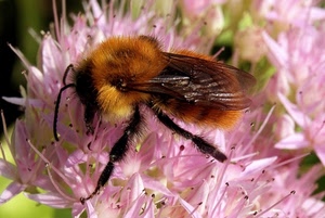 fiore, ali, rosa, insetto, ape, antenne, macro, zampe, pistilli, fiori, giallo, animale, peli, zampette, bombo, petali