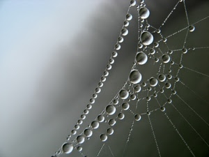 gocce, ragnatela, acqua, macro, fili, grigio, tela, perle, rugiada, bianconero