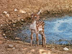 cerbiatto, acqua, pietre, pozza, orecchie, cucciolo, terra, muso, zampe, siccità, bambi, animali, animale