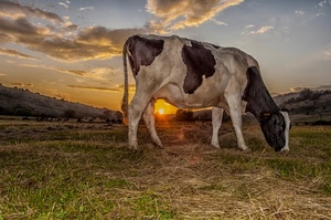 nuvole, mucca, tramonto, cielo, sole, erba, prato, animale, campo, pascolo, macchie, paesaggio, bovino