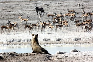 animali, acqua, gazzelle, leone, leonessa, antilopi, savana, africa, terra, natura, branco