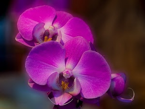 petali, orchidee, orchidea, fiori, viola, macro, rosa, sfocato, fiore, fucsia, pistilli, due, bianco, pianta